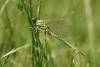 Gomphus pulchellus